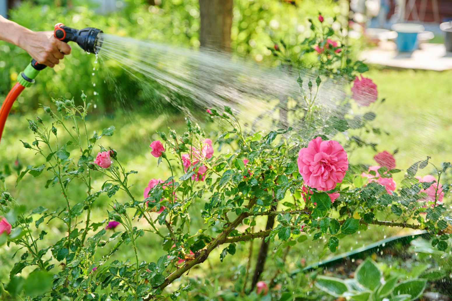 Bašta može preživeti i najvreliji avgust: 7 saveta da spasite svoje biljke od suše