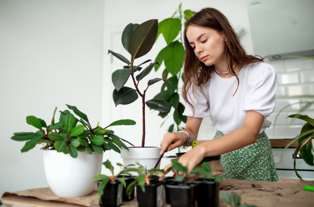 Presadite biljku pre nego što počne da vene: Evo kad je vreme za veću saksiju