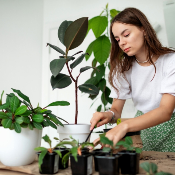 Fikus vam ne uspeva? Ovu grešku pravi 90 odsto žena