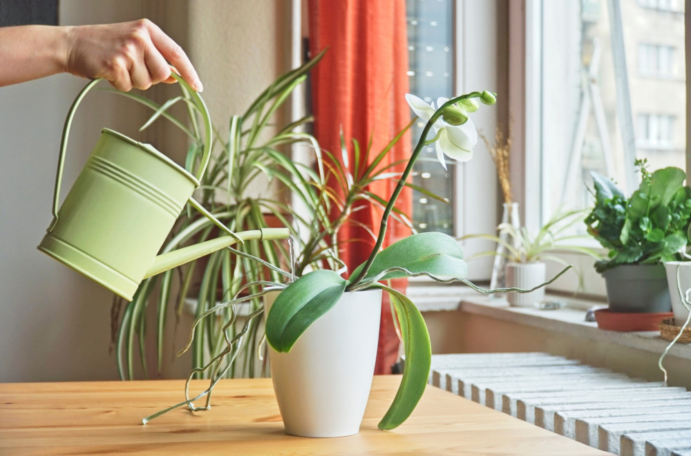 Lakše ju je ubiti od ljubavi nego od nemara: Ovo je ključna greška kojom uništavate orhideje