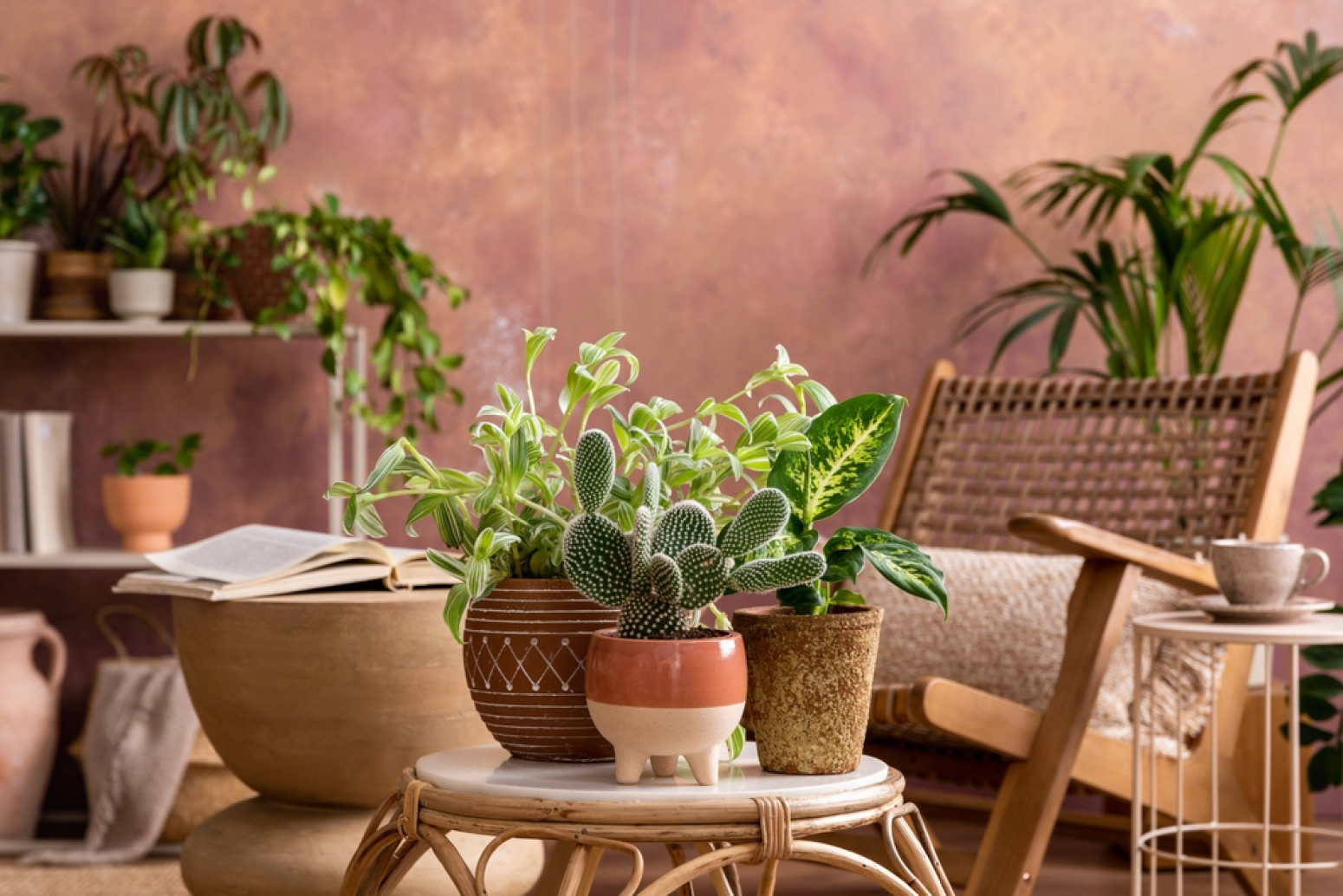 Imate kaktus u kući? Evo zašto bi uvek trebalo da ga držite na pragu