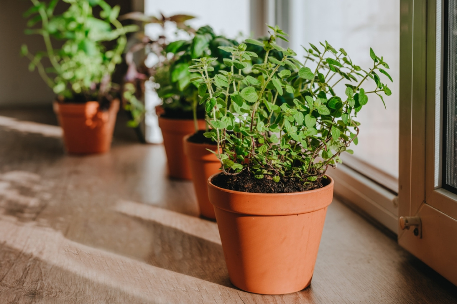 Trajno se rešite viška kilograma: Miris ove biljke u potpunosti ubija apetit