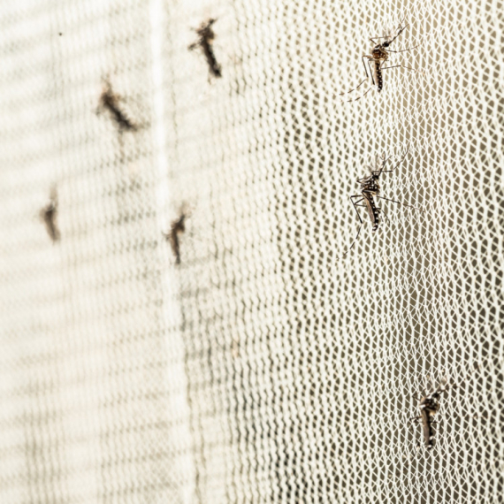 Komarci mogu biti najopasniji insekti na svetu