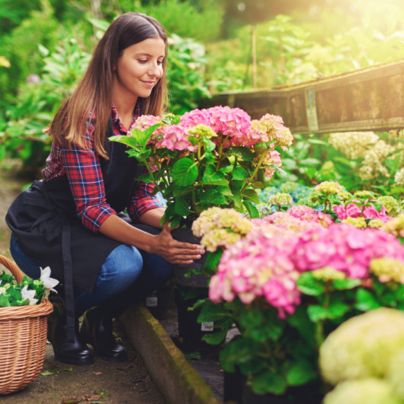 Druge biljke gube svoj sjaj, one tek cvetaju: Cveće koje obožava kasno leto FOTO