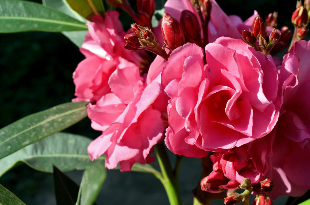 Dve popularne biljke ne treba da držite u kući – otrovne su FOTO