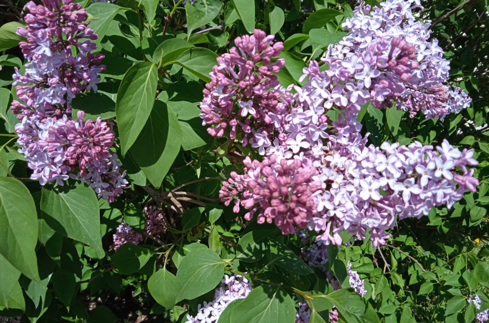 Ostaćete bez cvetova u proleće: 6 biljaka koje ne smete dirati u septembru