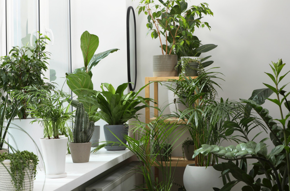 Kada treba uneti biljke da prežive zimu? Postoji jedno pravilo