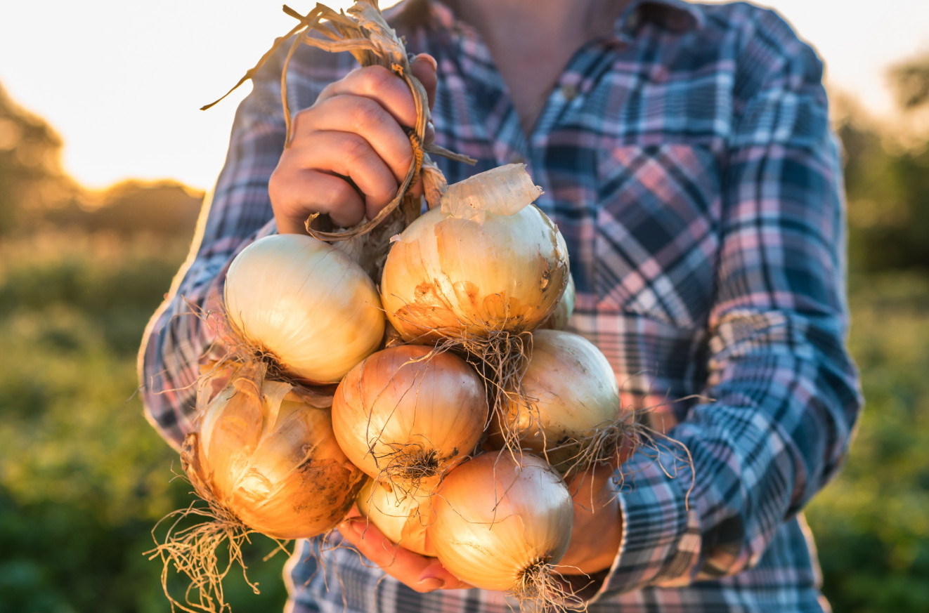 Na ovom mestu u kuhinji ostaće svež 6 meseci: Gde treba da čuvate luk?