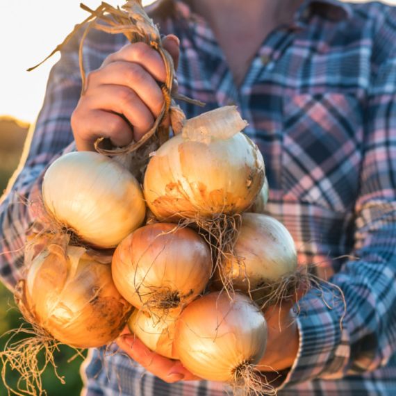 Na ovom mestu u kuhinji ostaće svež 6 meseci: Gde treba da čuvate luk?