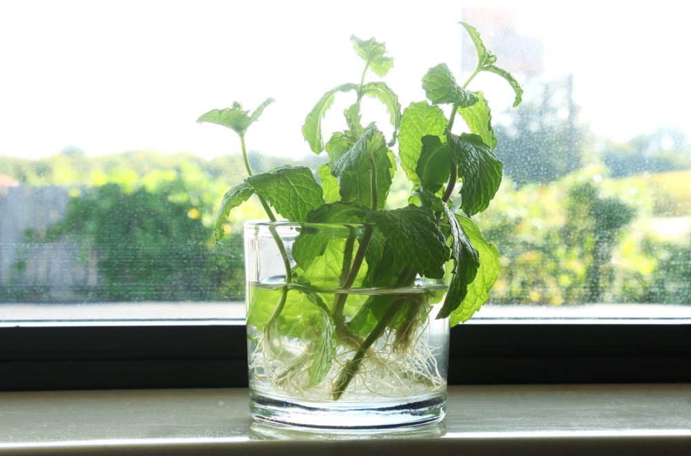 Jednostavan trik kako da vaše biljke rastu kao iz vode, ali stvarno