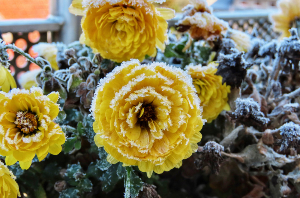 Uz ove trikove vaše cveće na terasi će preživeti prve mrazeve