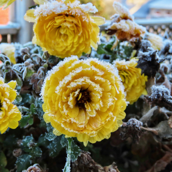 Uz ove trikove vaše cveće na terasi će preživeti prve mrazeve