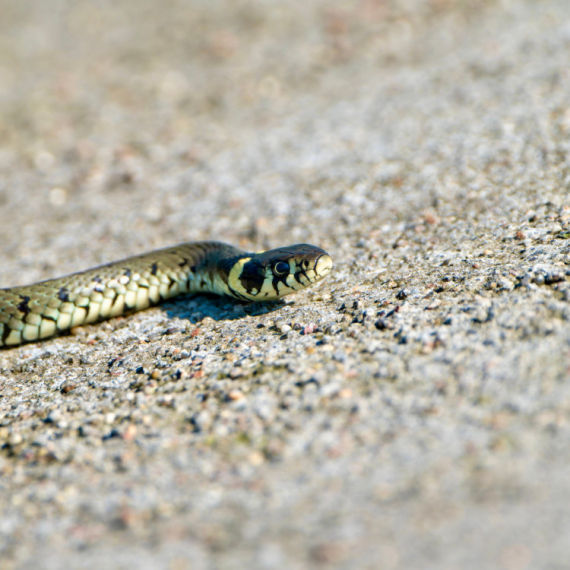 Otkrivena "leteća" zmija