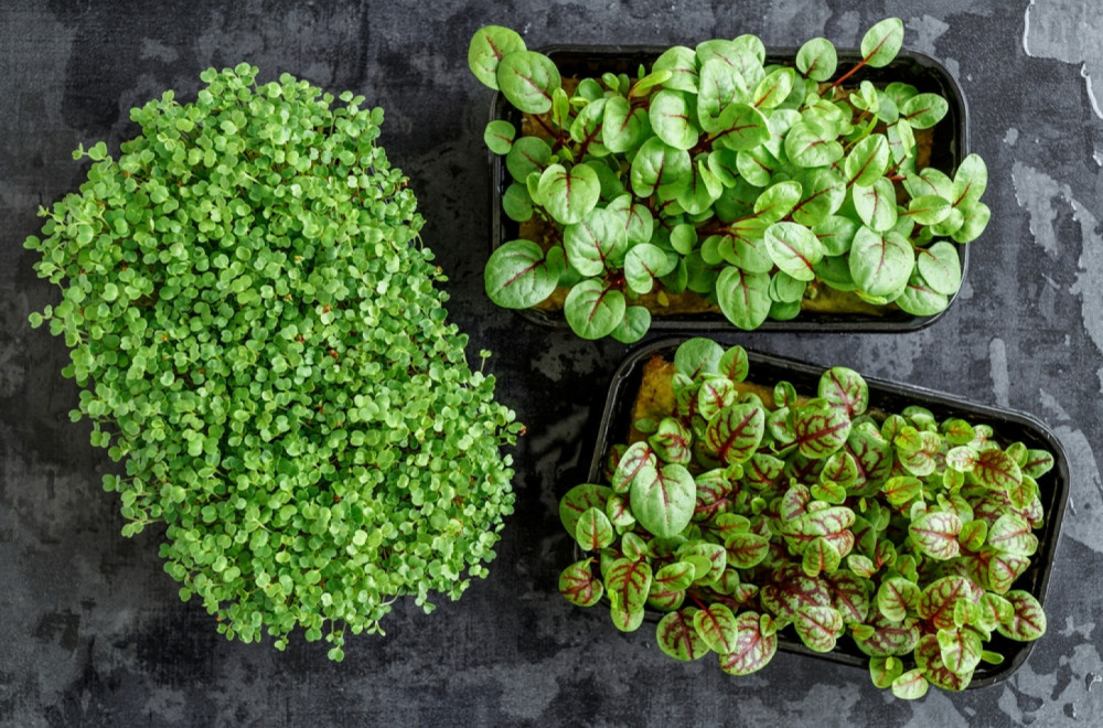 Ovu biljku obavezno posadite pre prvih mrazeva – donosi sreću u dom