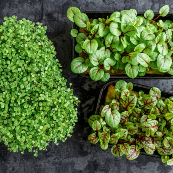 Ovu biljku obavezno posadite pre prvih mrazeva – donosi sreću u dom