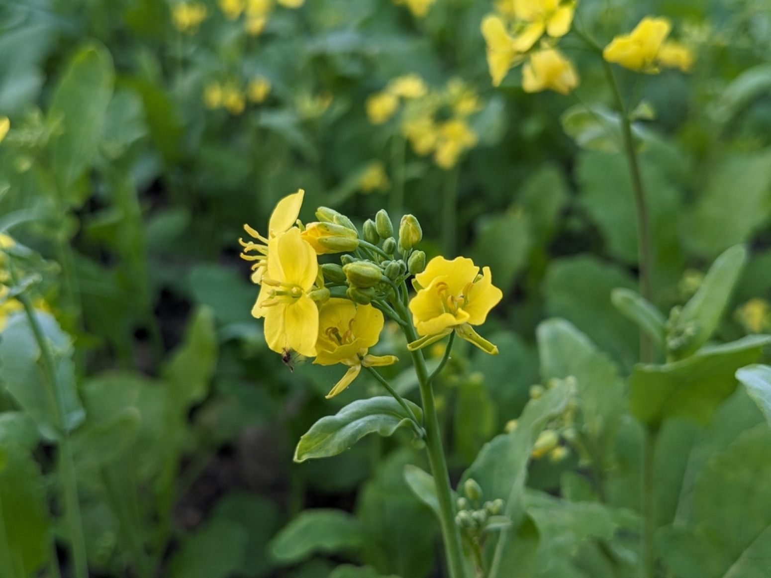 Ovu biljku obavezno posadite pre prvih mrazeva – donosi sreću u dom