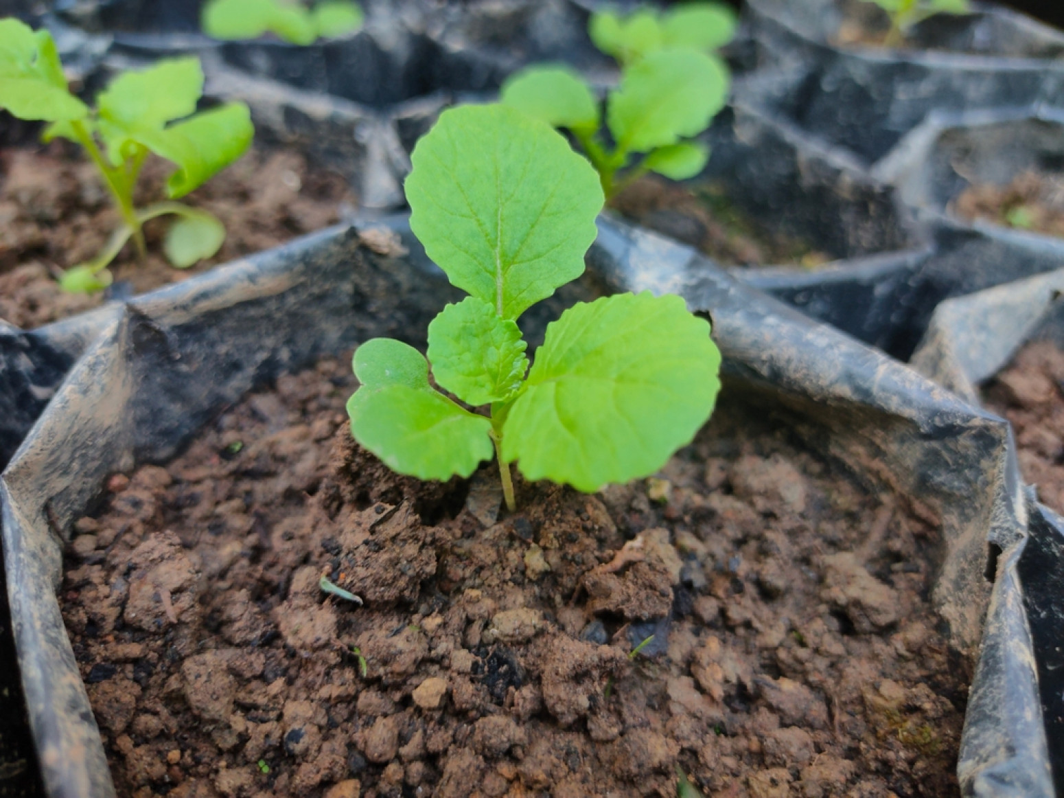 Ovu biljku obavezno posadite pre prvih mrazeva – donosi sreću u dom