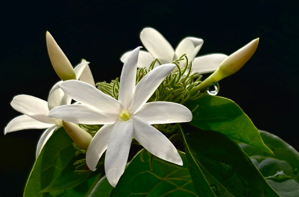 Ovaj cvet u kući donosi večnu sreću i sad je vreme da ga posadite
