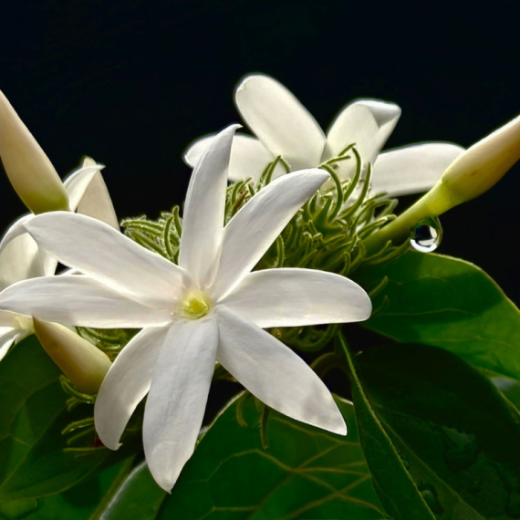 Ovaj cvet u kući donosi večnu sreću i sad je vreme da ga posadite
