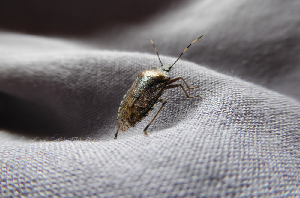 Smrdibube ponovo napadaju, evo kako zauvek da ih se otarasite