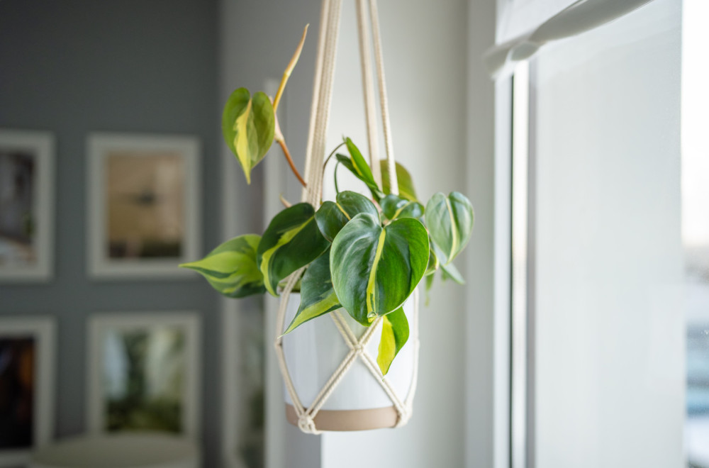 Kraljice izdržljivosti: Spisak biljaka koje uspevaju i ako zaboravite na njih