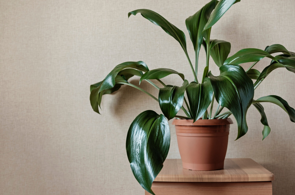 Kraljice izdržljivosti: Spisak biljaka koje uspevaju i ako zaboravite na njih