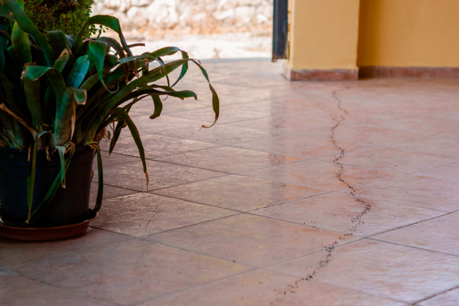 Tri jednostavna načina kako da se rešite dosadnih mrava