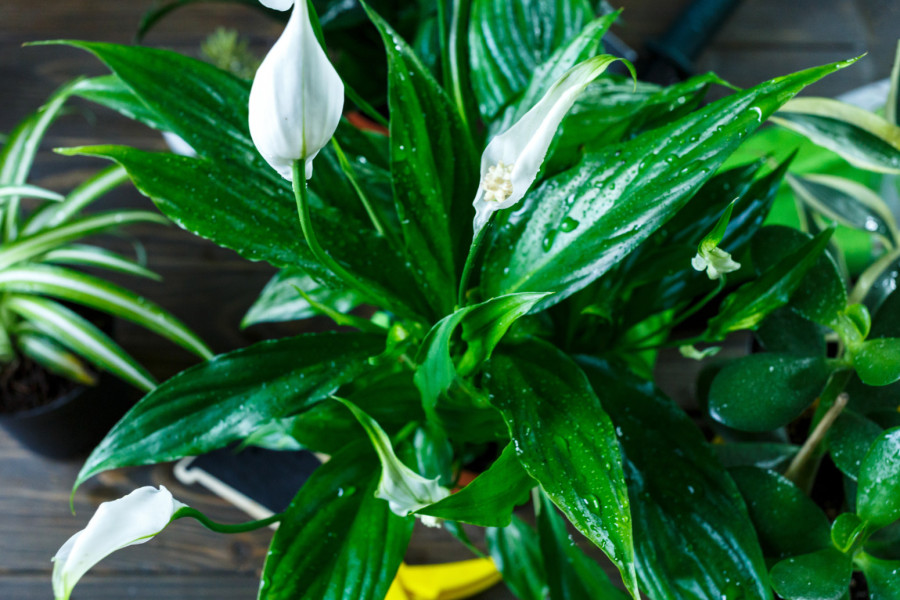 Ove tri biljke su idealne za kupatilo: Ulepšavaju prostor, a i korisne su FOTO