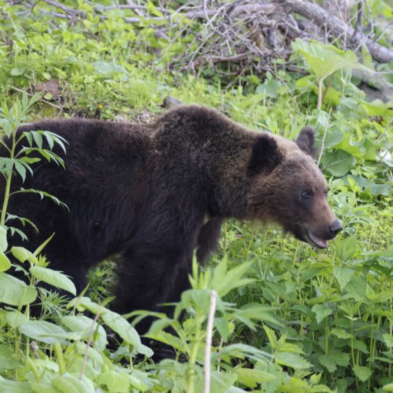 Drama u komšiluku Srbije: Zver napala čoveka, izlomila ga