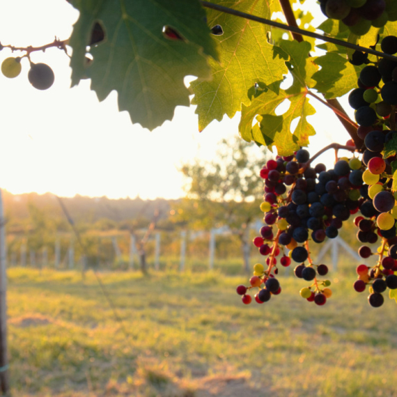 Rođen u Sremu, vladao Rimskim carstvom, a ubijen u svom vinogradu