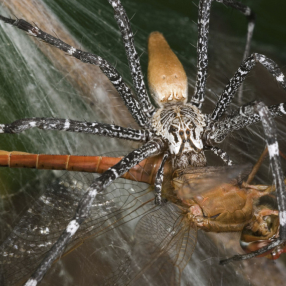 Preko 150 tarantula pronađeno u čašama od jogurta u privatnoj kući