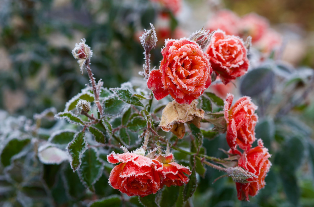 Želite da vam biljke prežive hladnoću? Ovu metodu nikad ne koristite