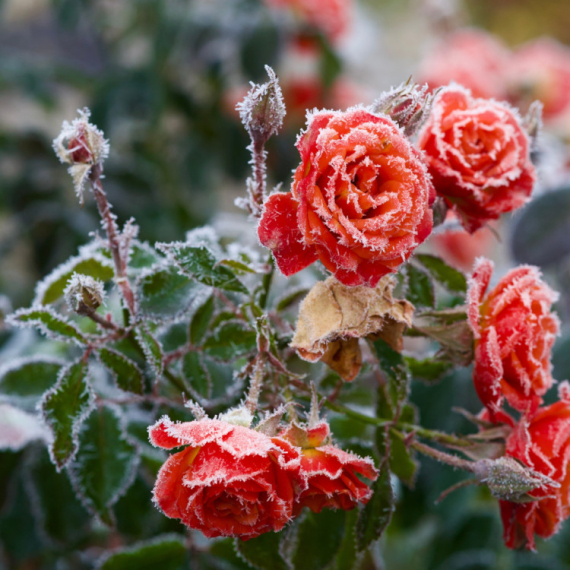Želite da vam biljke prežive hladnoću? Ovu metodu nikad ne koristite
