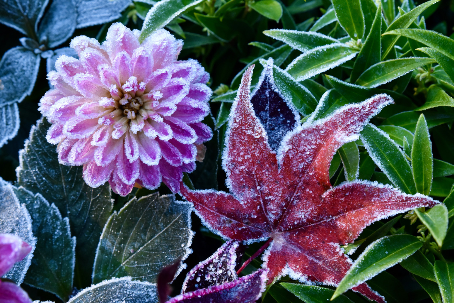 Želite da vam biljke prežive hladnoću? Ovu metodu nikad ne koristite