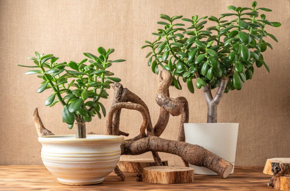 Što više raste, više novca donosi: Sipajte dva sastojka i napredovaće kao luda