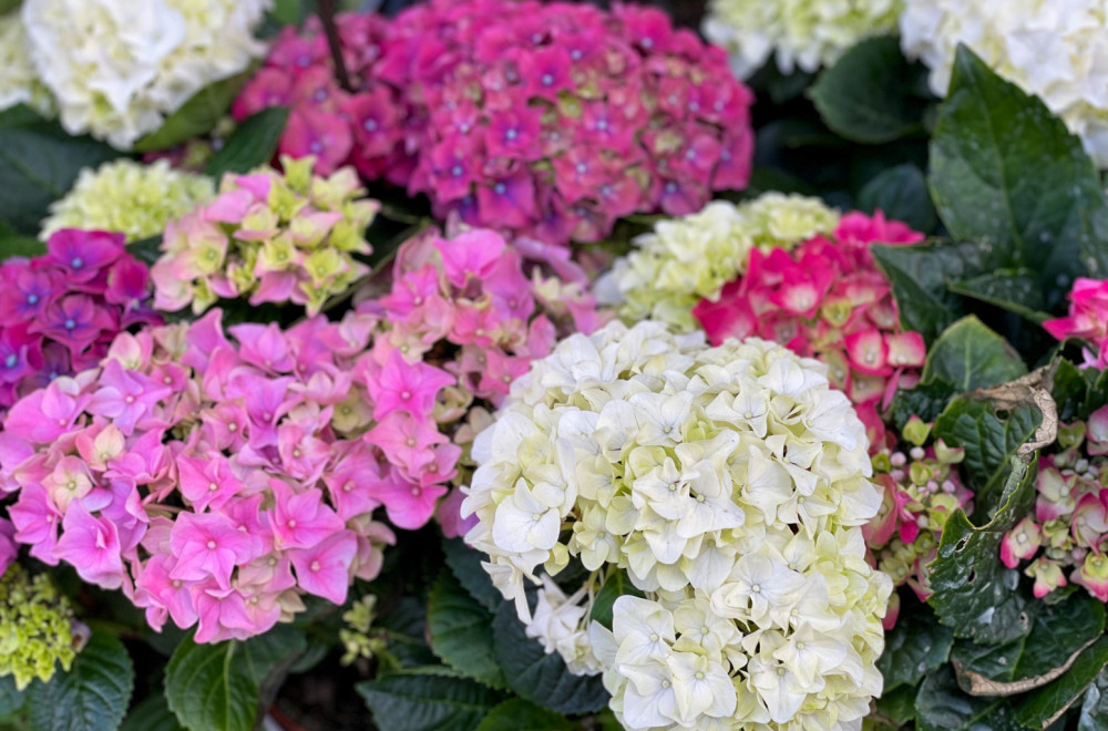 Nega hortenzija zimi: Ne pravite ovu grešku u novembru, ostaćete bez cveća sledeće godine