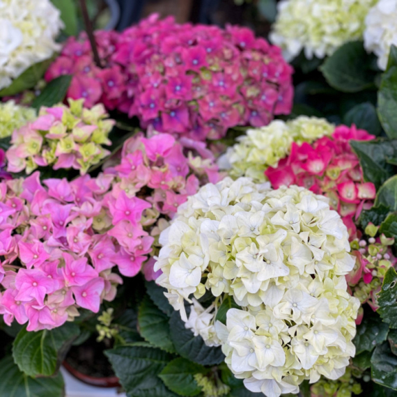 Nega hortenzija zimi: Ne pravite ovu grešku u novembru, ostaćete bez cveća sledeće godine