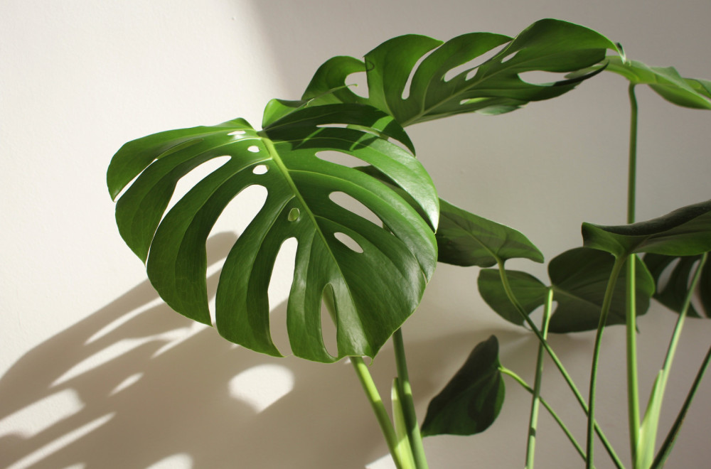 Imate buđ u domu? Ovih 6 biljaka čisti vazduh i smanjuje vlagu
