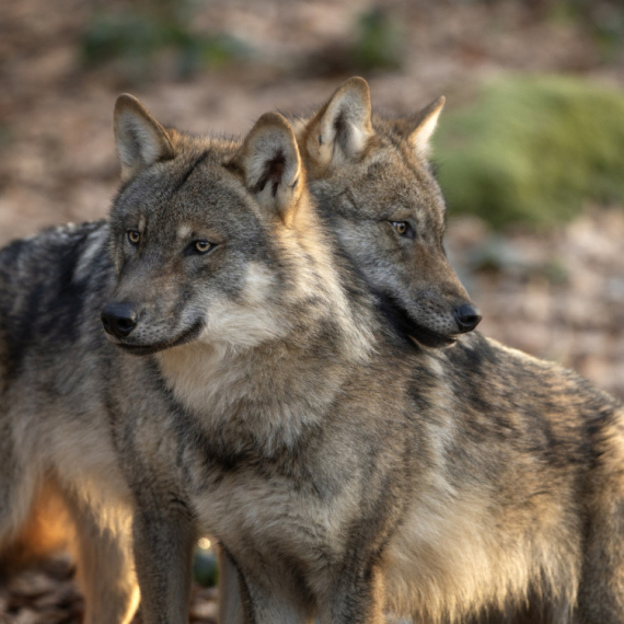 Morali da zatvore sve: Otkrili vukove koji su danima ulazili i izlazili na aerodrom