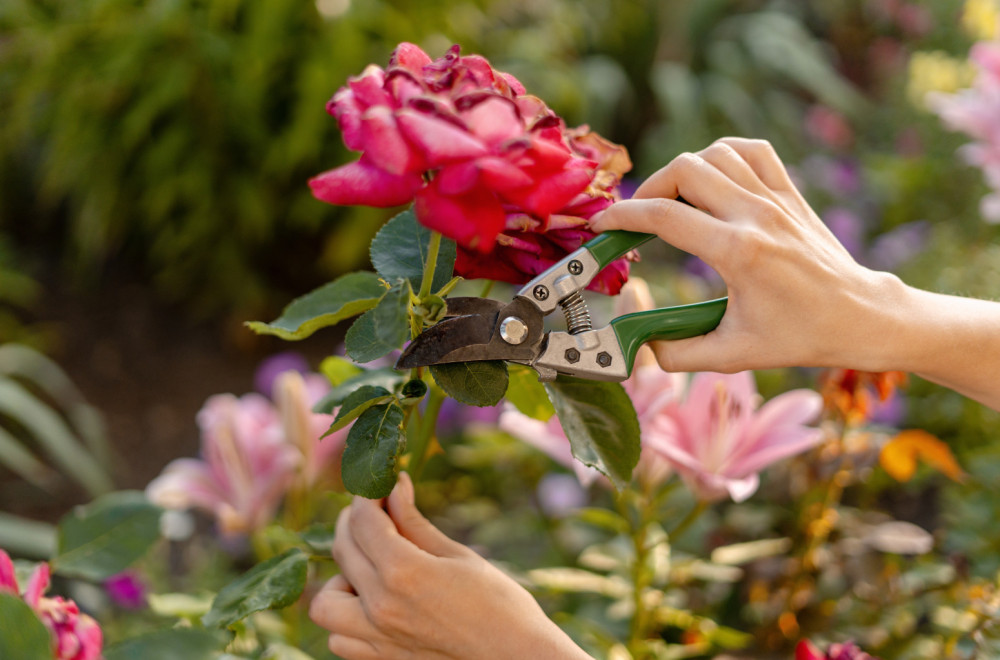 Dovoljno je samo 10 sekundi: Pomoću ovog trika zaštitite svoje ruže