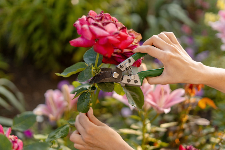 Ruže će bujno cvetati u proleće ako ovaj ključni zadatak obavite sada