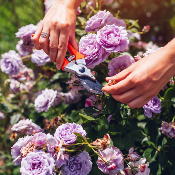 Dovoljno je samo 10 sekundi: Pomoću ovog trika zaštitite svoje ruže