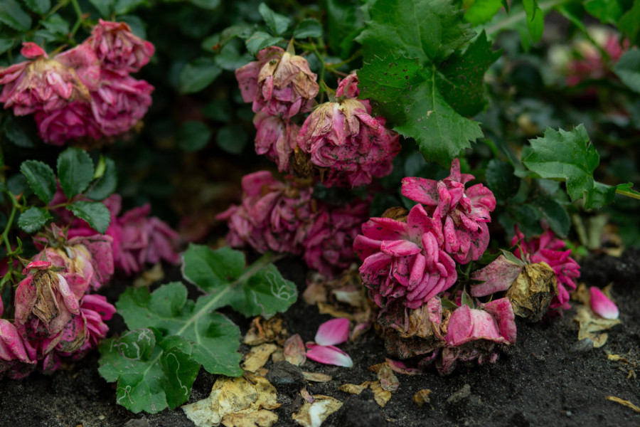 Dovoljno je samo 10 sekundi: Pomoću ovog trika zaštitite svoje ruže