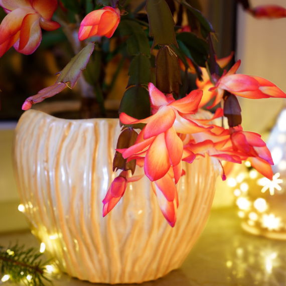 Kako da vam božićni kaktus lepše cveta? Ovaj trik je moćni saveznik