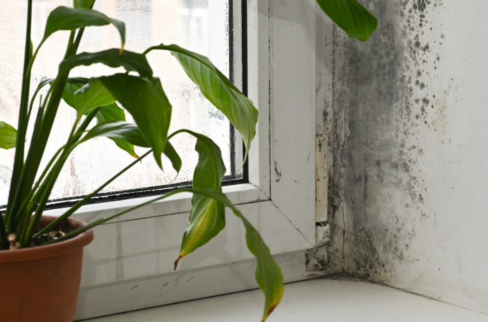 Zaustavite buđ i vlagu na vreme: Ova namirnica će vas zaštiti tokom cele godine