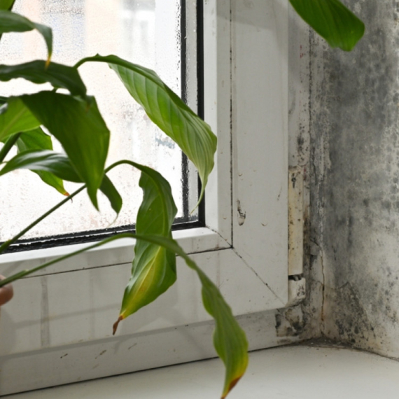 Zaustavite buđ i vlagu na vreme: Ova namirnica će vas zaštiti tokom cele godine