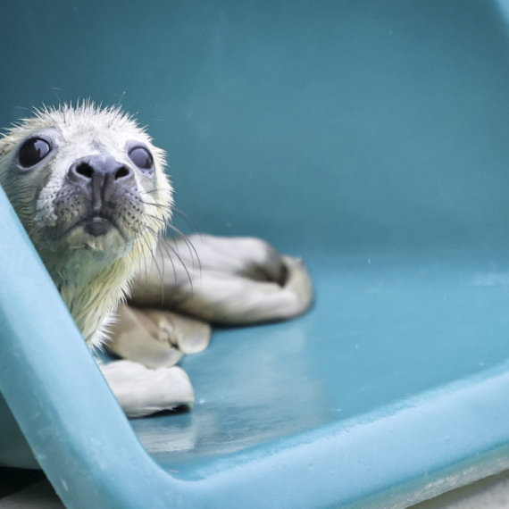 Foka zalutala u pab: "Mislili smo da je pas" VIDEO