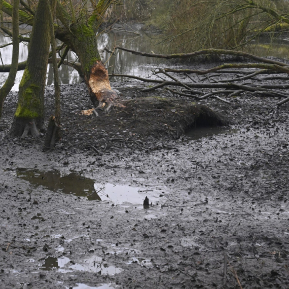 Prvi put posle 400 godina: Pojavila se istrebljena vrsta životinja VIDEO