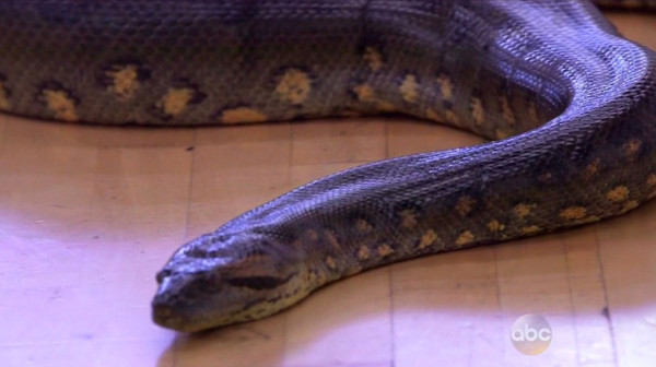 Pronađena zmija veličine gradskog autobusa i teža od jedne tone FOTO/VIDEO