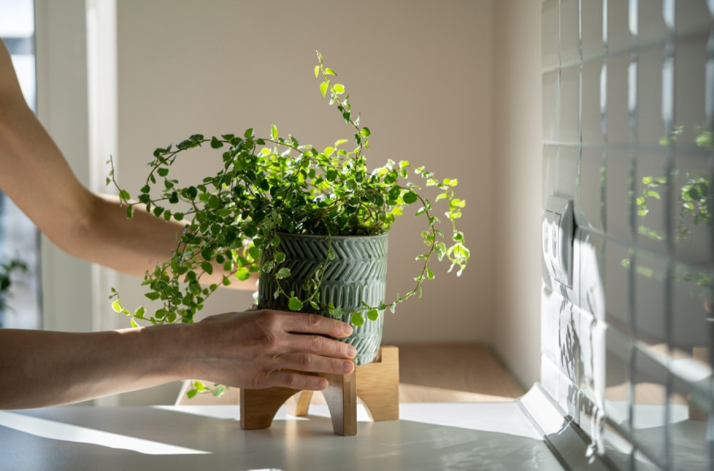 Kako da sobne biljke prežive zimu? Ovo su cake iskusnih baštovana